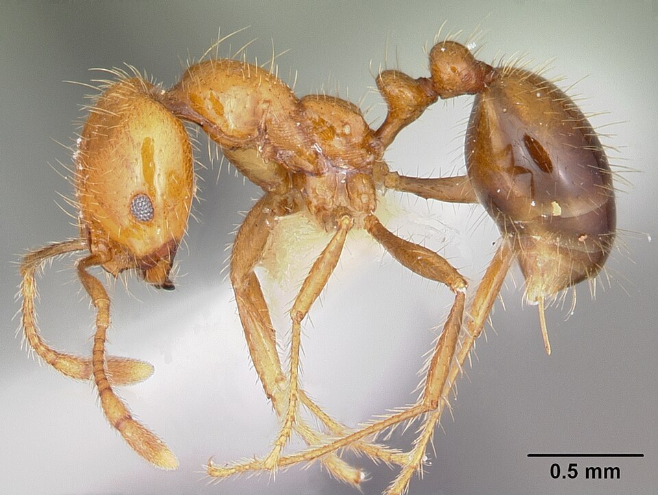 Photo of Tropical fire ant
