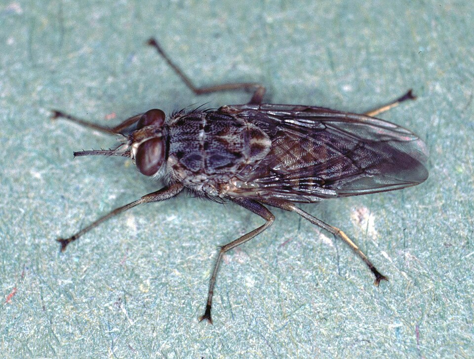 Photo of Tsetsekärbes