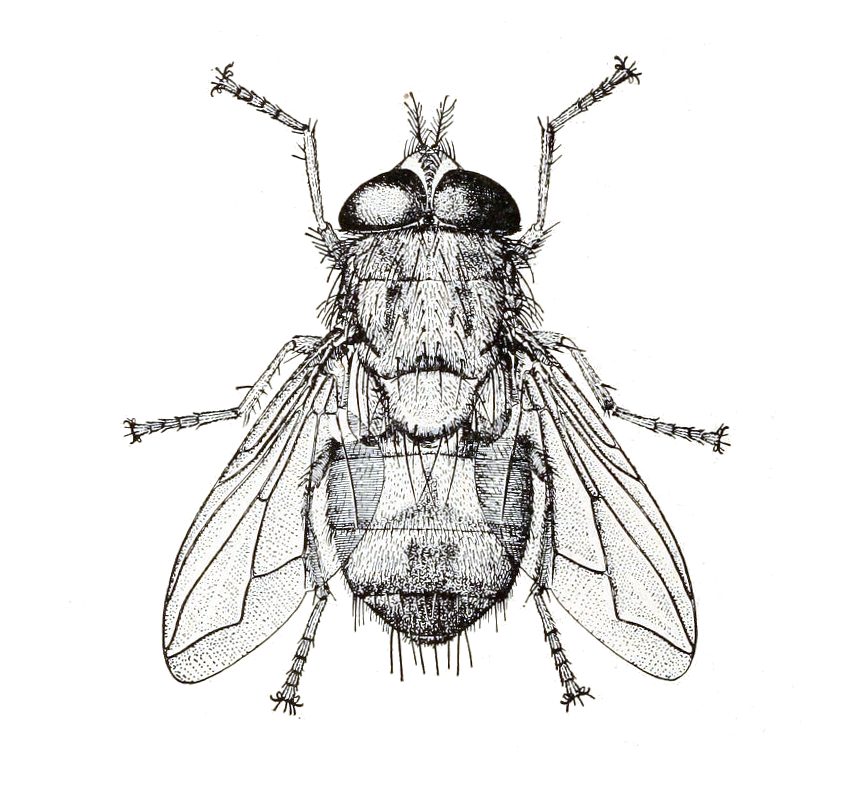 Photo of Tumbu fly