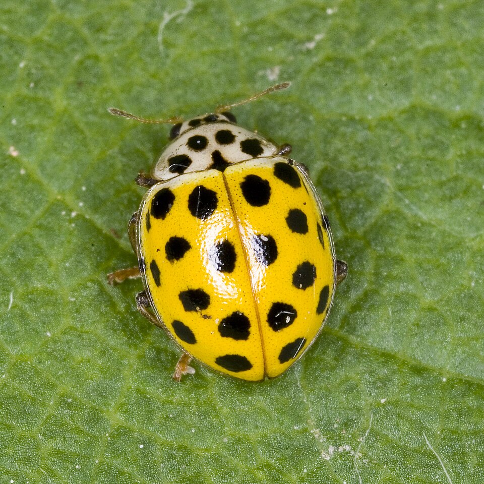 Photo of Twenty-two-spot ladybird