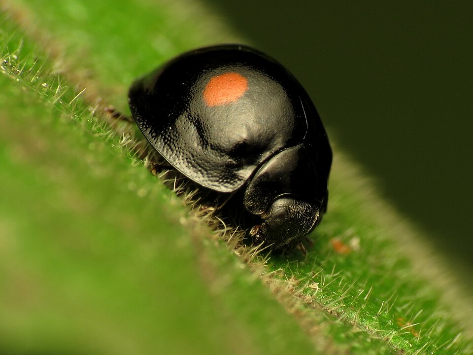 Photo of Twice-stabbed ladybird