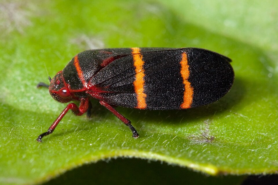 Photo of Two-lined spittlebug