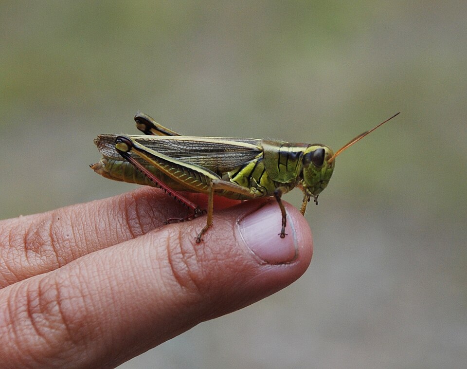Photo of Two-striped grasshopper