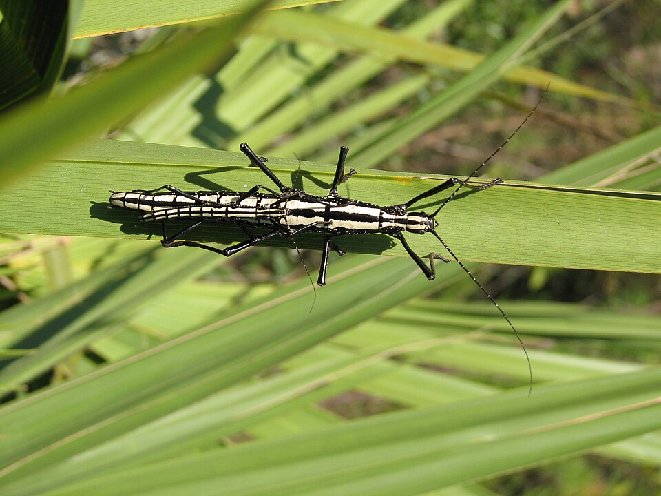 Photo of Two-striped walkingstick