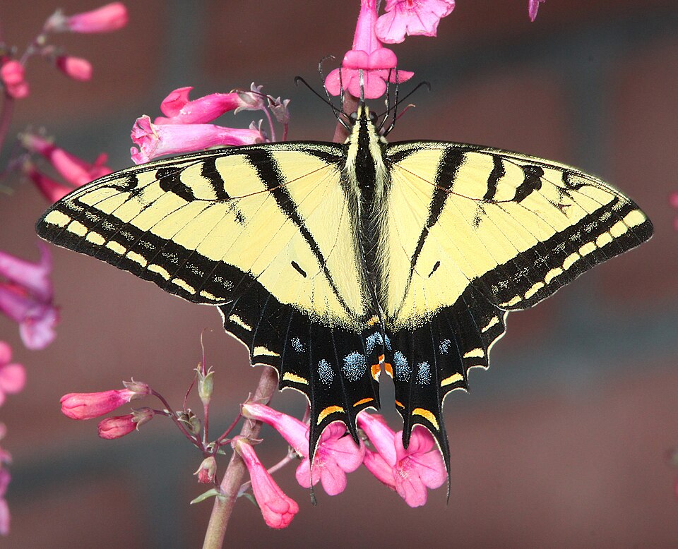 Photo of Two-tailed swallowtail
