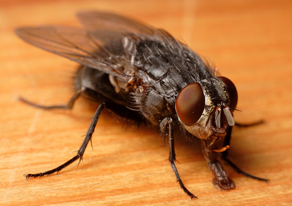 Photo of Urban bluebottle