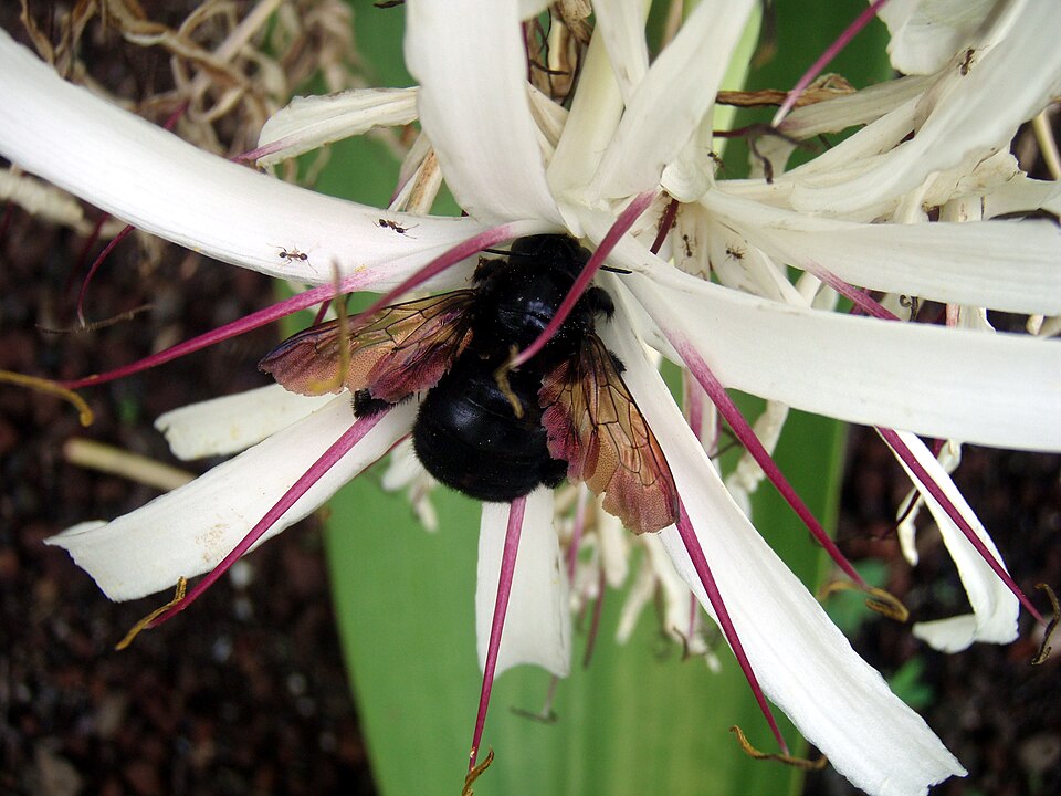Photo of Valley carpenter bee
