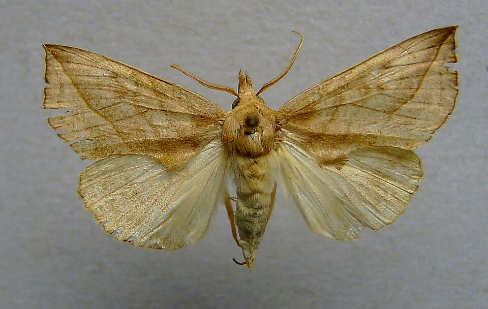 Photo of Vampire moth