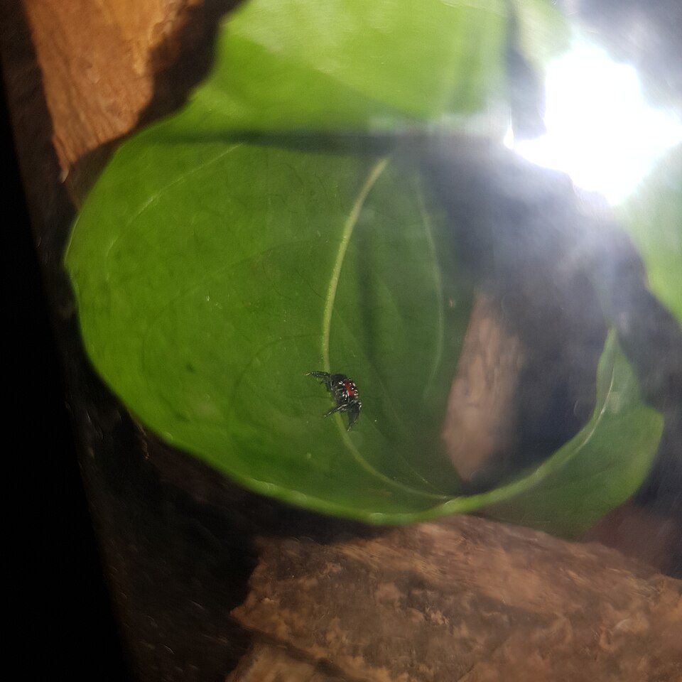 Photo of Vampire spider