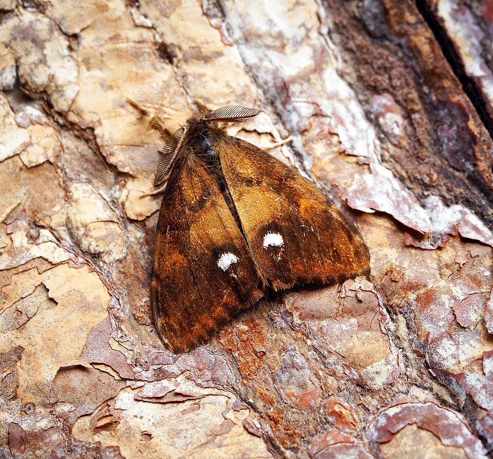 Photo of Vapourer moth