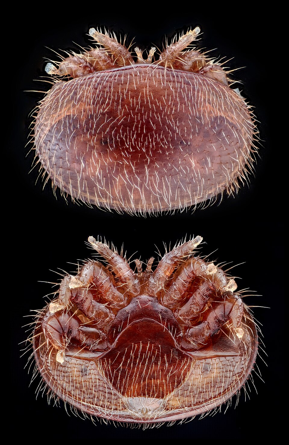 Photo of Varroa mite
