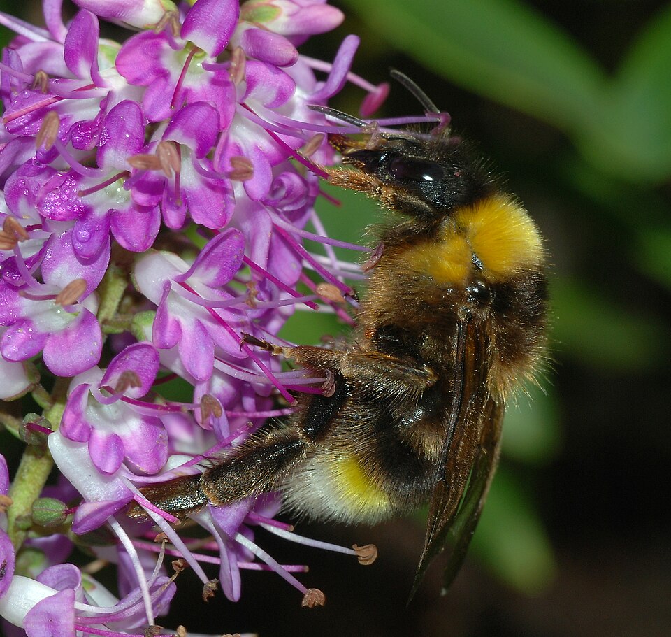Photo of Vestal cuckoo bumblebee