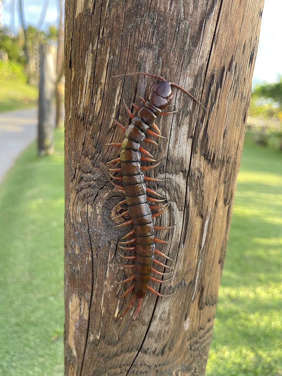 Photo of Vietnamese centipede