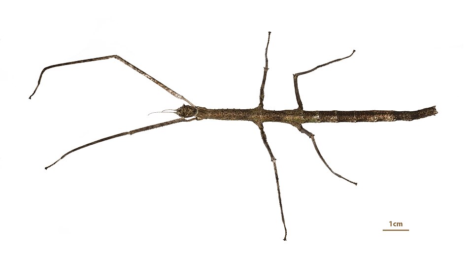 Photo of Vietnamese stick insect