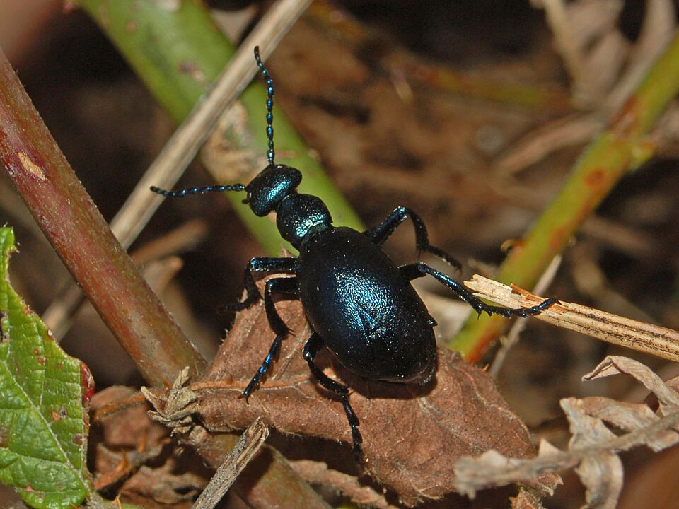 Photo of Violet oil beetle