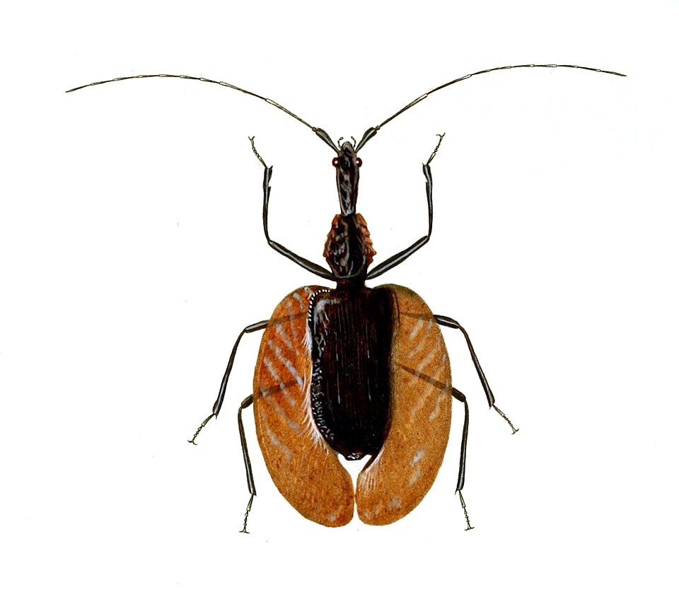 Photo of Violin beetle
