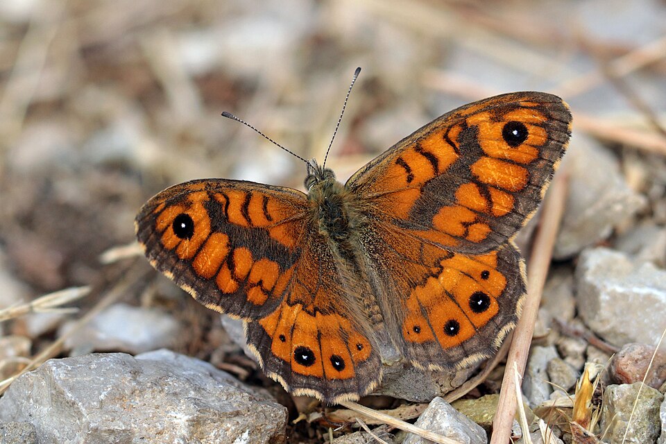 Photo of Wall brown
