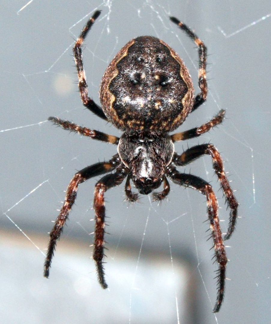 Photo of Walnut orb-weaver