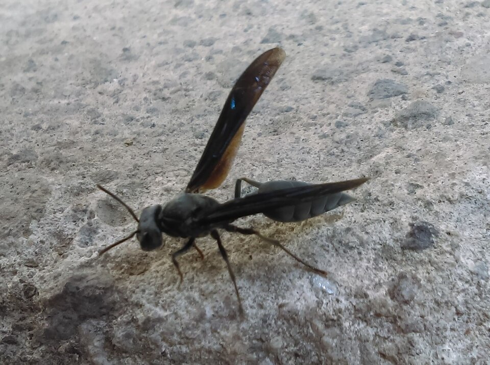 Photo of Warrior wasp