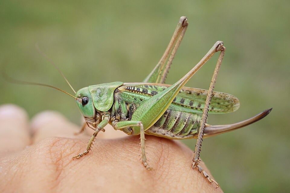 Photo of Wart-biter