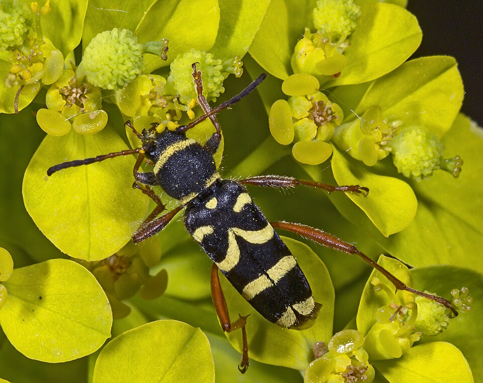 Photo of Wasp beetle