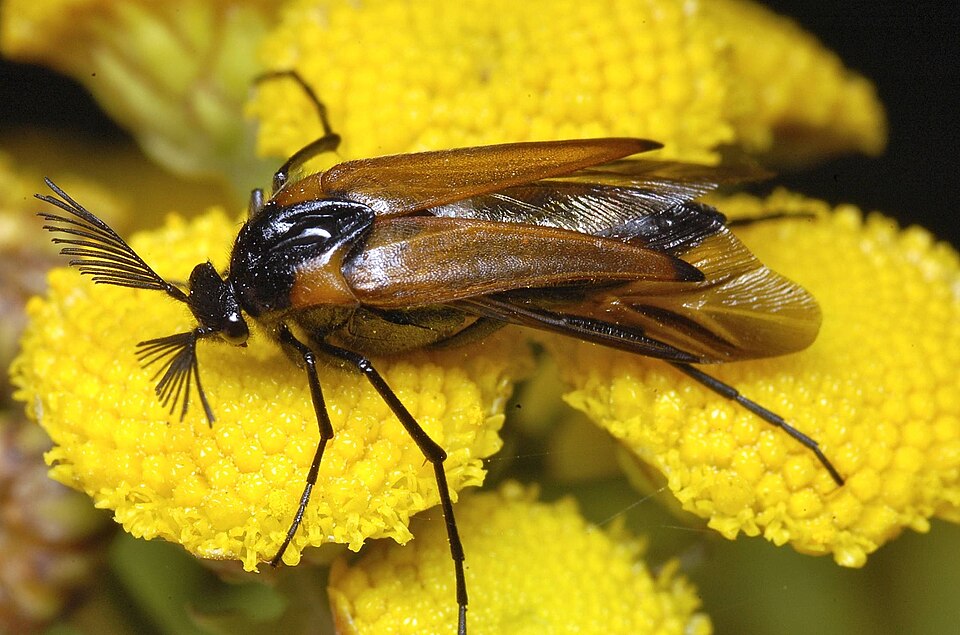 Photo of Wasp nest beetle