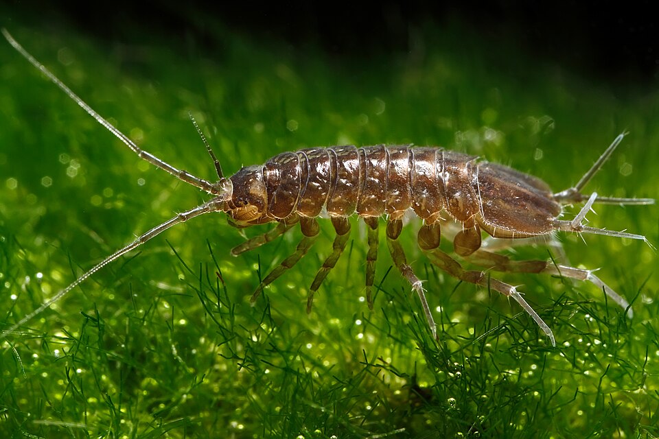 Photo of Water louse