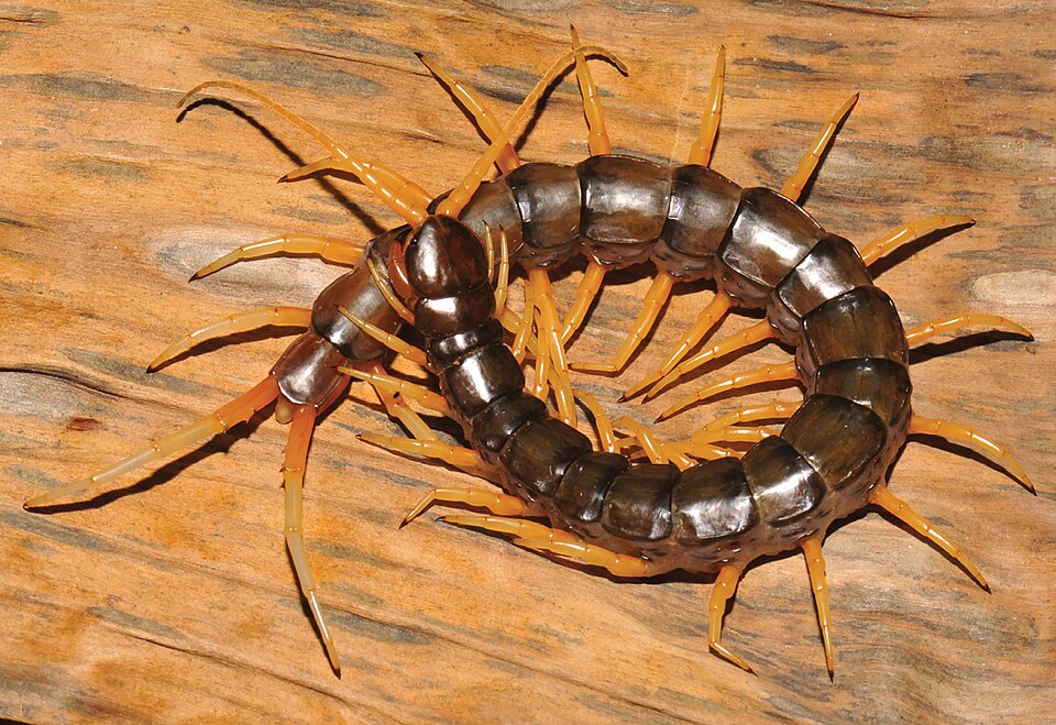 Photo of Waterfall centipede