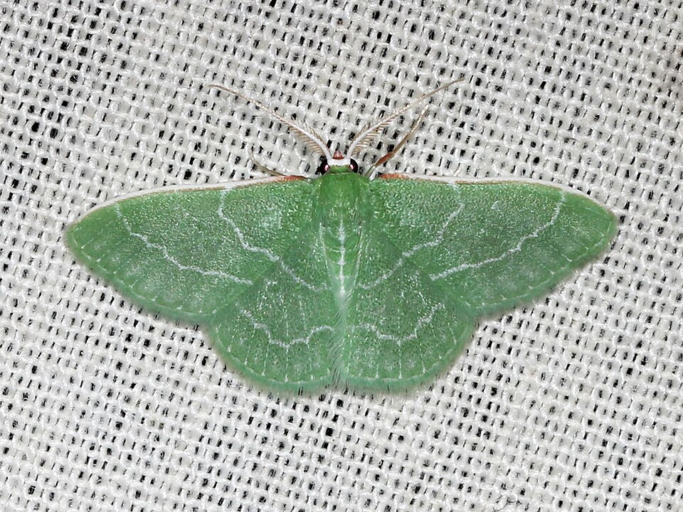 Photo of Wavy-lined emerald