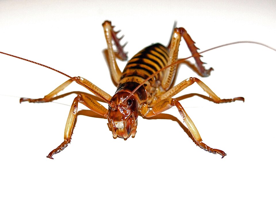 Photo of Wellington tree wētā