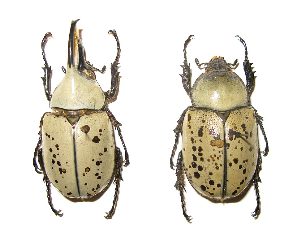 Photo of Western Hercules beetle