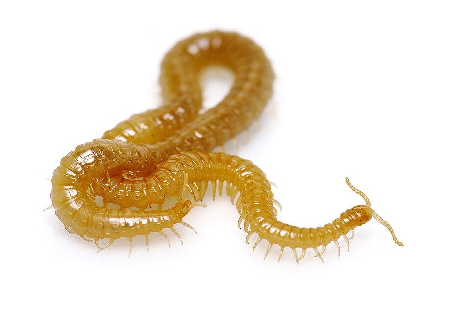 Photo of Western yellow centipede