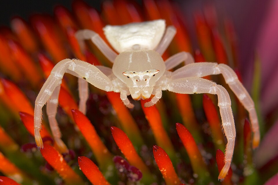 Photo of White crab spider