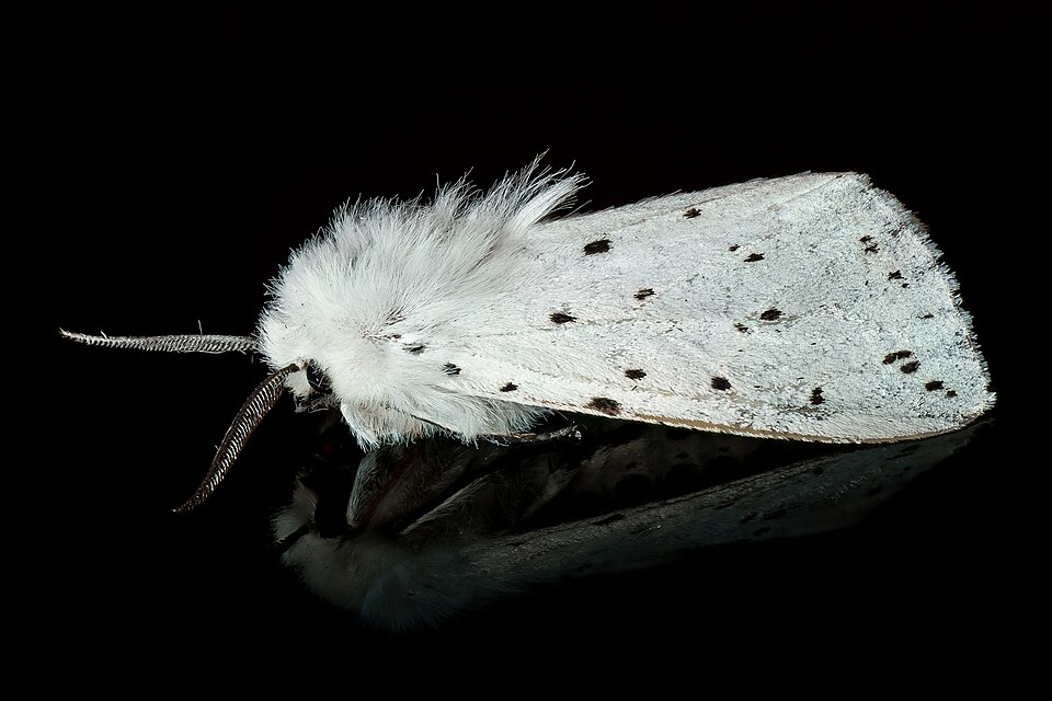 Photo of White ermine