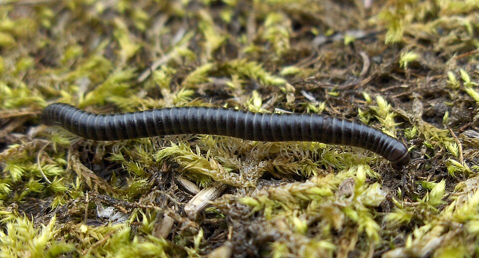 Photo of White-legged snake millipede