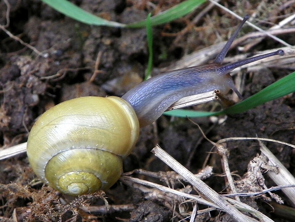Photo of White-lipped snail