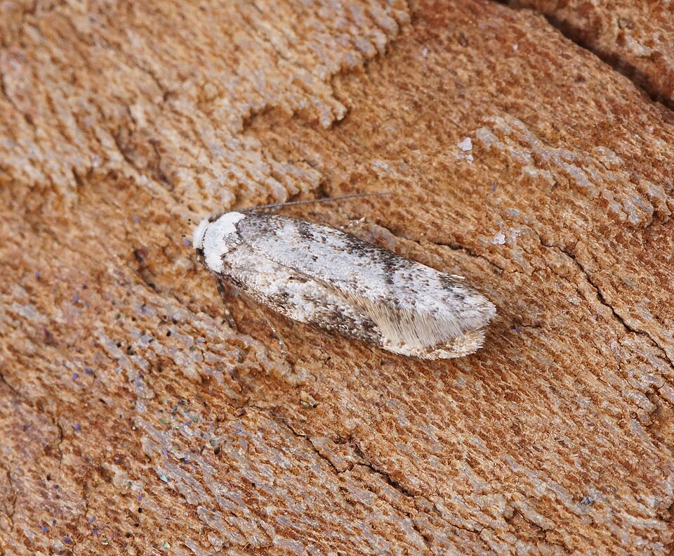 Photo of White-shouldered house moth