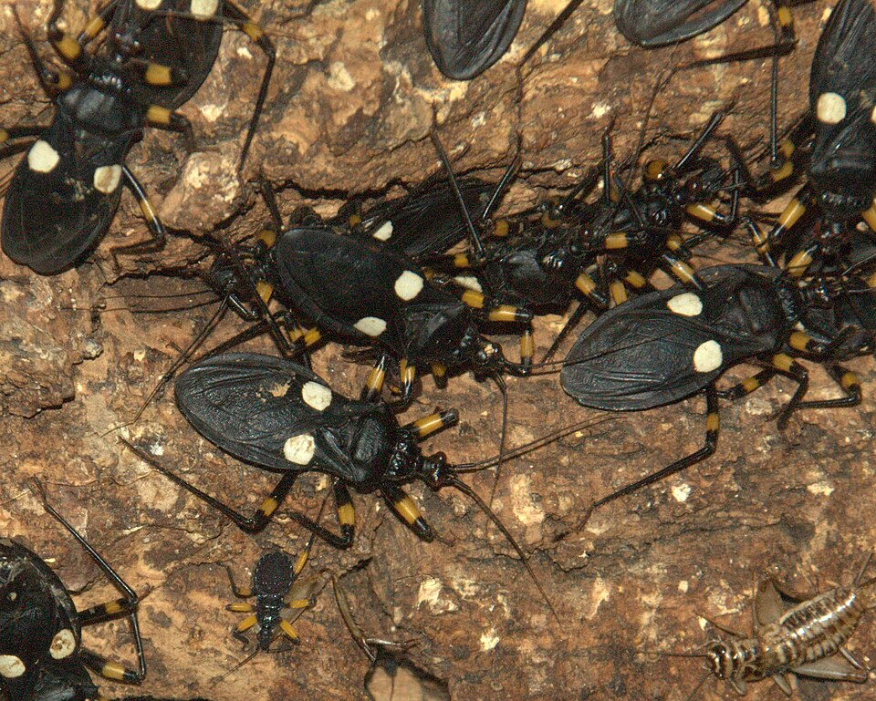 Photo of White-spotted assassin bug