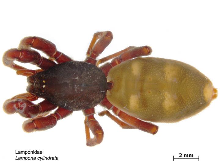 Photo of White-tailed spider