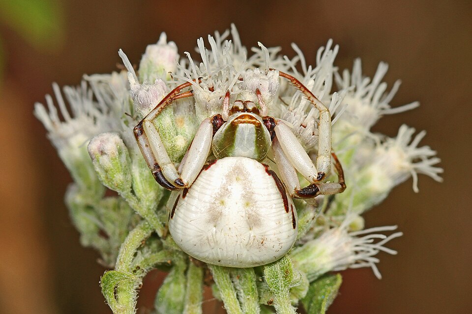 Photo of Whitebanded crab spider
