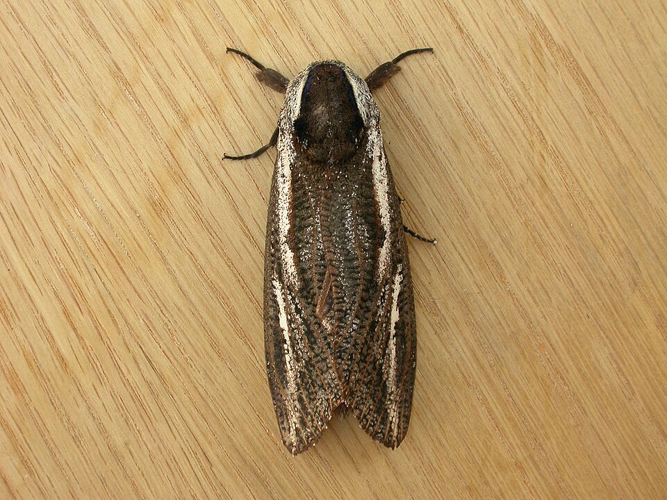 Photo of Witchetty grub moth