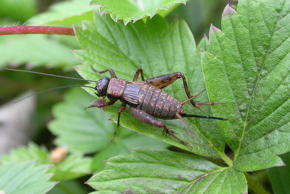 Photo of Wood cricket