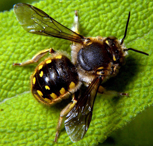 Photo of Wool carder bee