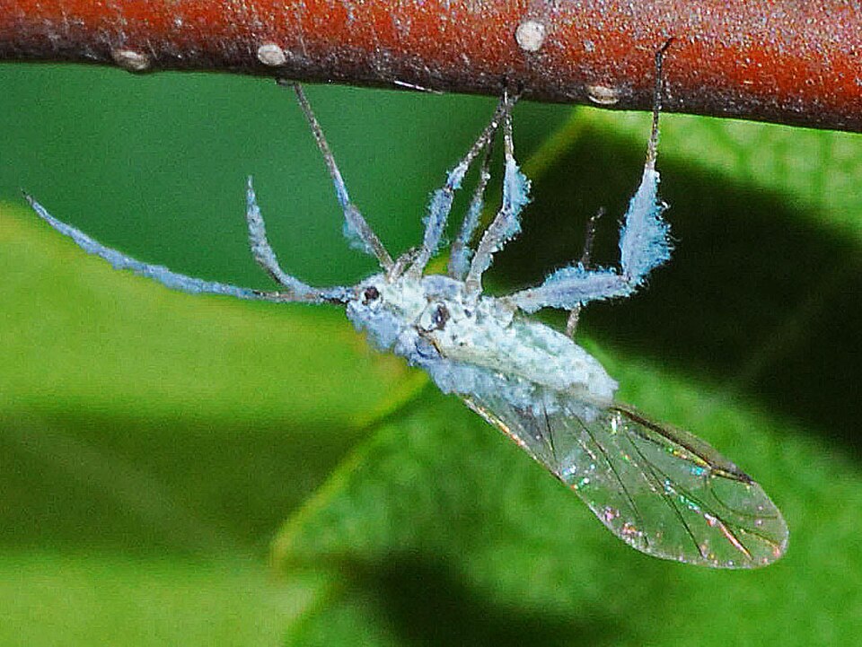 Photo of Woolly beech aphid
