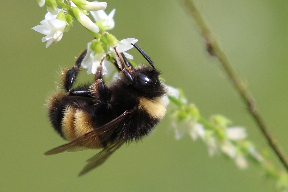 Photo of Yellow-banded bumblebee