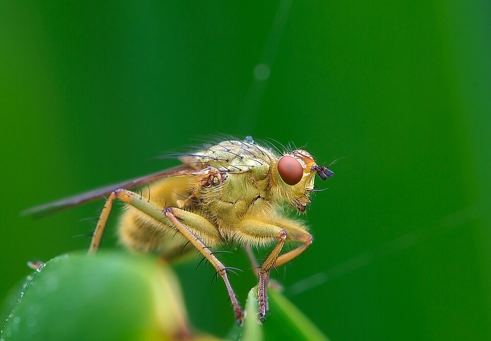 Photo of Yellow dung fly