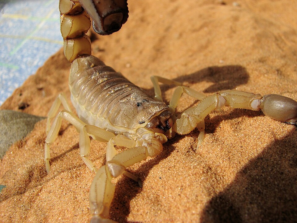 Photo of Yellow fat-tailed scorpion