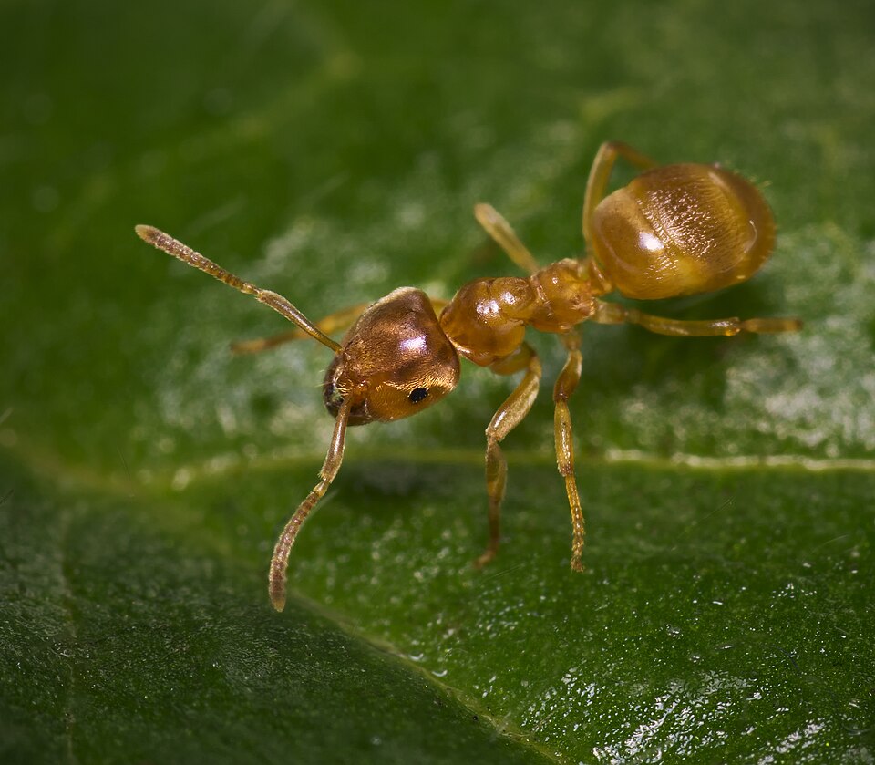 Photo of Yellow meadow ant