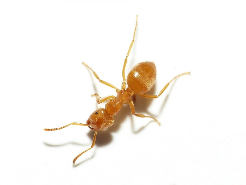 Photo of Yellow shadow ant