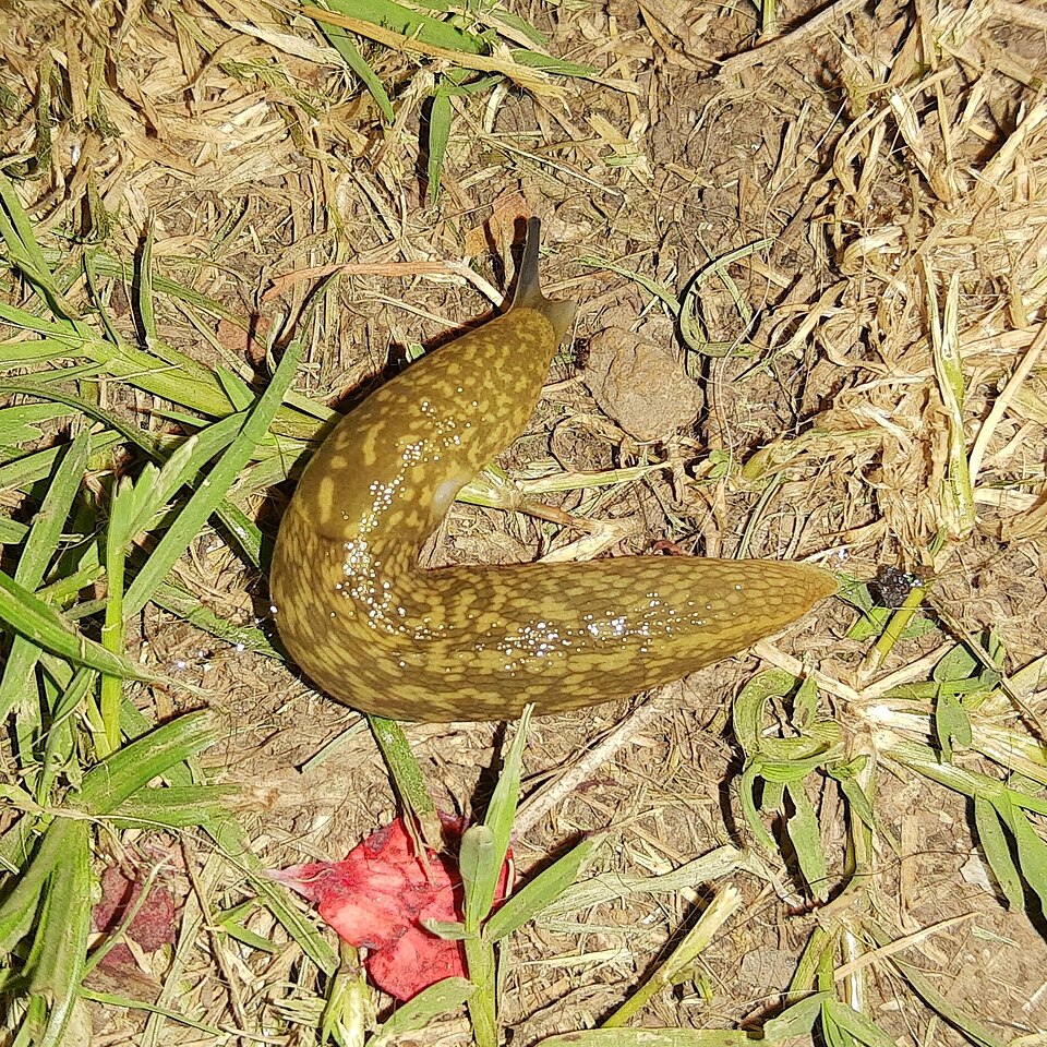 Photo of Yellow slug